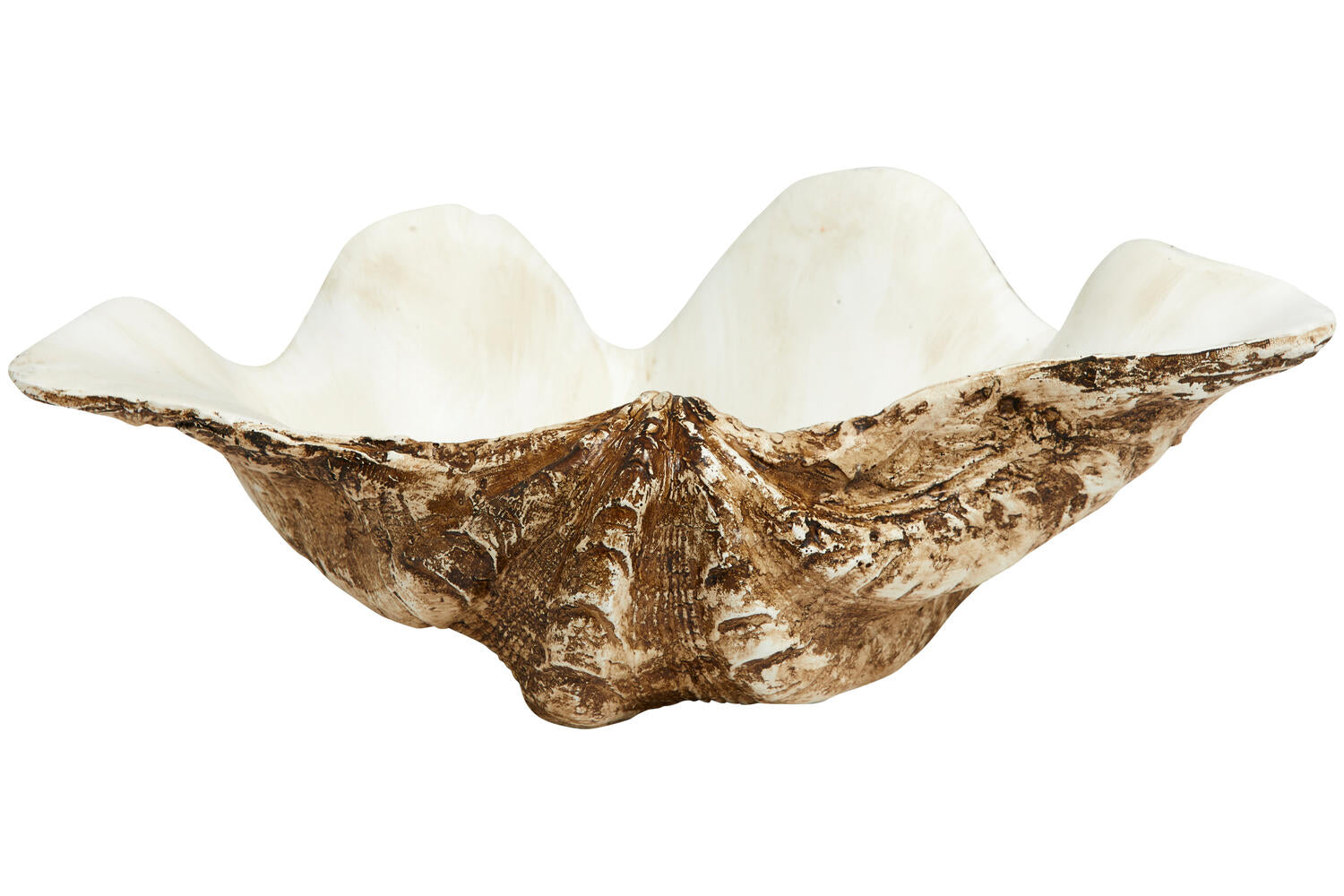 Kichi shell, Small - brown